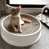 アビシニアン
