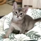 アビシニアン【愛知県・男の子・2025年5月4日・ブルー】の写真2