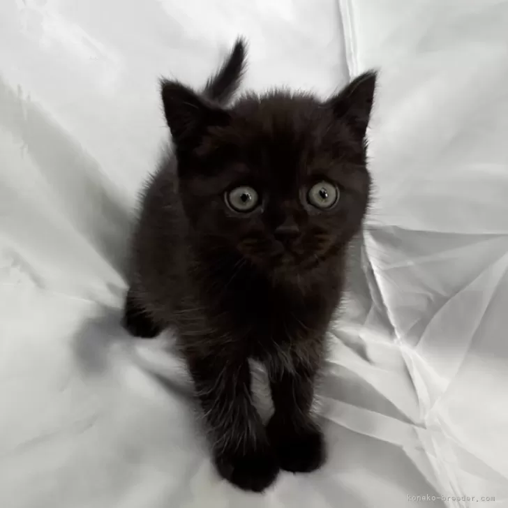 ID：2401-00622の子猫