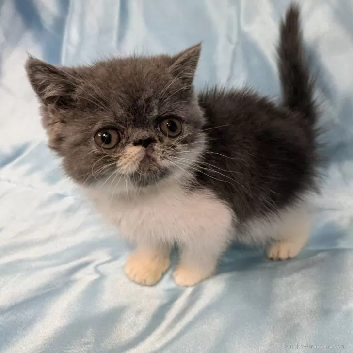 ID：2409-00606の子猫