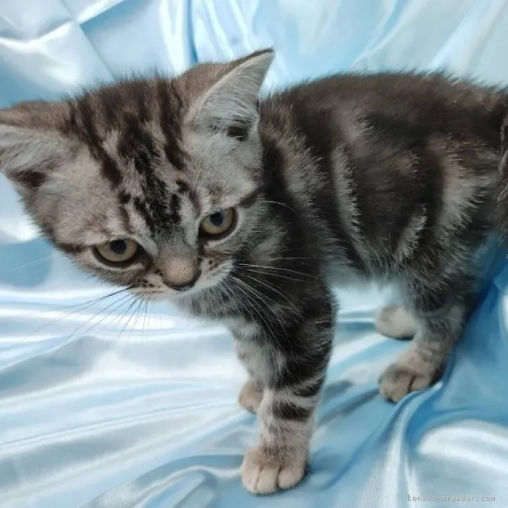 ID：2301-00069の子猫