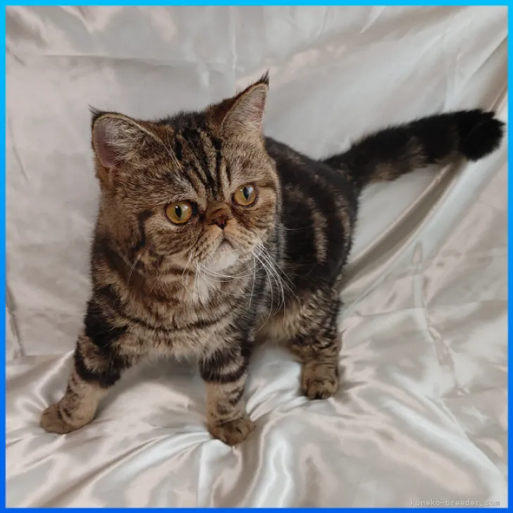 ID：2301-00060の子猫