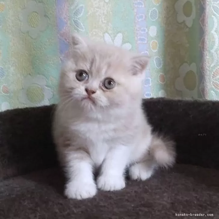 ID：2406-00612の子猫