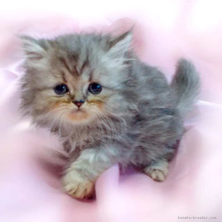 ID：2305-01712の子猫