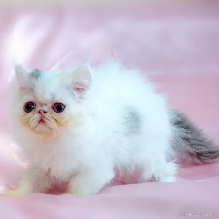 ID：2305-01692の子猫
