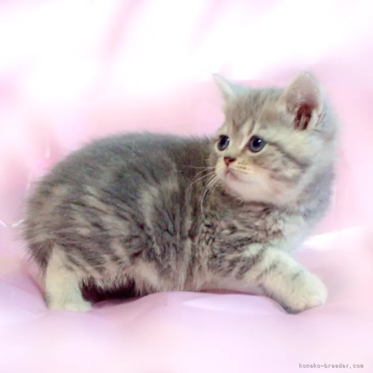 ID：2305-01706の子猫