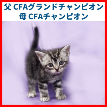 アメリカンショートヘア【三重県・男の子・2022年11月24日・シルバータビー】の写真「父親 CFA.GRC.RW 母親 CFA.CH」