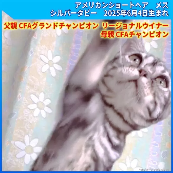 ID：2505-03295の子猫