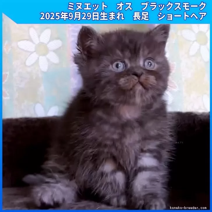 ミヌエット(長足)【三重県・男の子・2025年9月29日・ブラックスモーク】の写真1