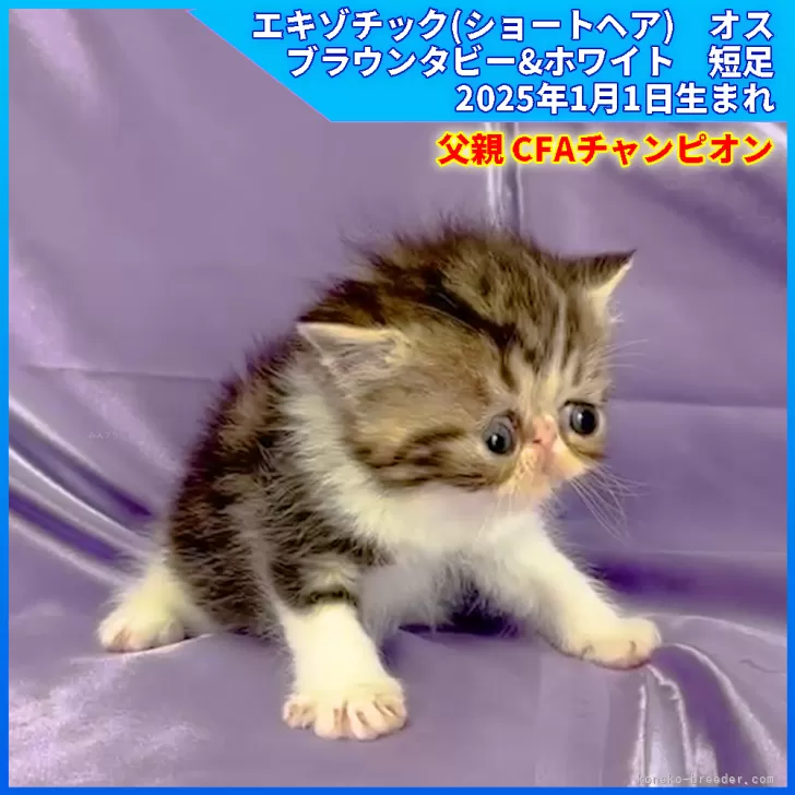 ID：2502-00444の子猫