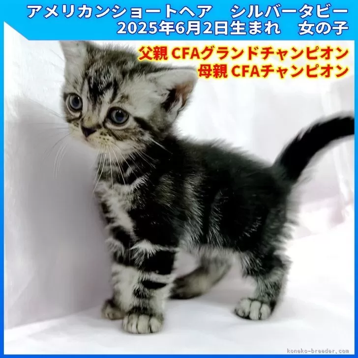 アメリカンショートヘア【三重県・女の子・2025年6月2日・シルバータビー】の写真1
