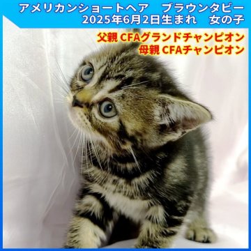 アメリカンショートヘア【三重県・女の子・2025年6月2日・ブラウンタビー（ショートヘア）】の写真「父親CFA GCH　母親CFA CH」