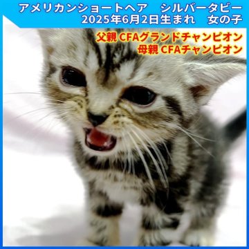 アメリカンショートヘア【三重県・女の子・2025年6月2日・シルバータビー（ショートヘア）】の写真「父親CFA GCH　母親CFA CH」