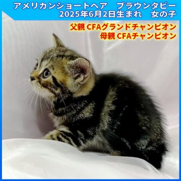 アメリカンショートヘア【三重県・女の子・2025年6月2日・ブラウンタビー（ショートヘア）】の写真「父親CFA GCH　母親CFA CH」