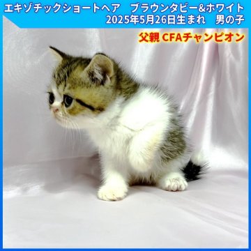 エキゾチックショートヘア【三重県・男の子・2025年5月26日・ブラウンタビー&ホワイト（ショートヘア）】の写真「父親 CFAチャンピオン　両親PKDノーマル」