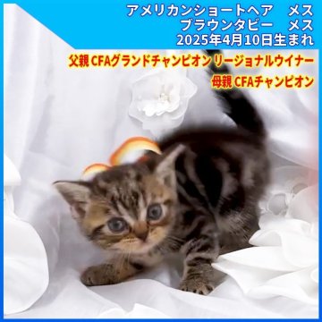 アメリカンショートヘア【三重県・女の子・2025年4月10日・ブラウンタビー（ショートヘア）】の写真「父親 CFA.GRC.RW   母親 CFA.CH」
