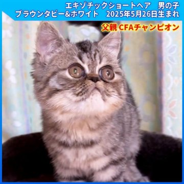 エキゾチックショートヘア【三重県・男の子・2025年5月26日・ブラウンタビー&ホワイト（ショートヘア）】の写真「父親 CFAチャンピオン　両親PKDノーマル」