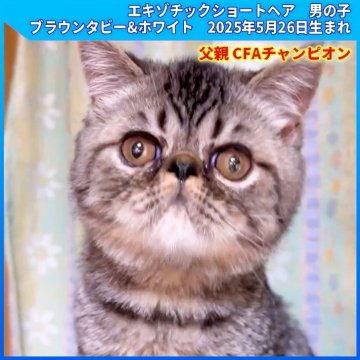 エキゾチックショートヘア【三重県・男の子・2025年5月26日・ブラウンタビー&ホワイト（ショートヘア）】の写真「父親 CFAチャンピオン　両親PKDノーマル」