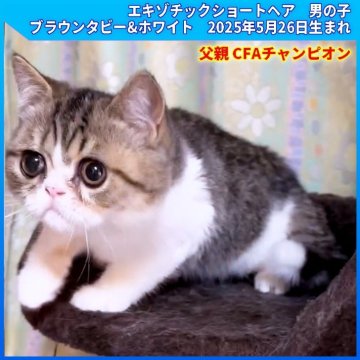 エキゾチックショートヘア【三重県・男の子・2025年5月26日・ブラウンタビー&ホワイト（ショートヘア）】の写真「父親 CFAチャンピオン　両親PKDノーマル」