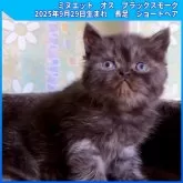 ミヌエット(長足)