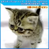 エキゾチックショートヘア