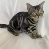 アメリカンショートヘア