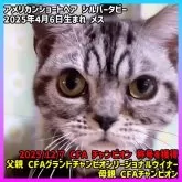 アメリカンショートヘア【三重県・女の子・2025年4月6日・シルバータビー】の写真1