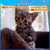 アメリカンショートヘア