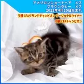 アメリカンショートヘア