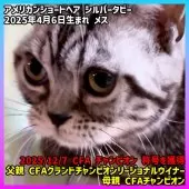 アメリカンショートヘア【三重県・女の子・2025年4月6日・シルバータビー】の写真2