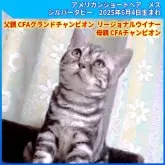 アメリカンショートヘア【三重県・女の子・2025年4月6日・シルバータビー】の写真2