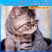 エキゾチックショートヘア【三重県・男の子・2025年5月26日・ブラウンタビー&ホワイト】の写真2