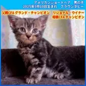 アメリカンショートヘア【三重県・男の子・2025年9月10日・ブラウンタビー】の写真2