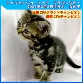 アメリカンショートヘア【三重県・女の子・2025年6月2日・ブラウンタビー】の写真3