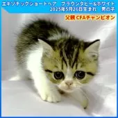 エキゾチックショートヘア【三重県・男の子・2025年5月26日・ブラウンタビー&ホワイト】の写真4