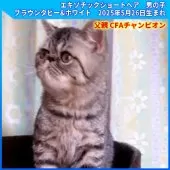 エキゾチックショートヘア【三重県・男の子・2025年5月26日・ブラウンタビー&ホワイト】の写真4