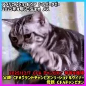 アメリカンショートヘア【三重県・女の子・2025年4月6日・シルバータビー】の写真4