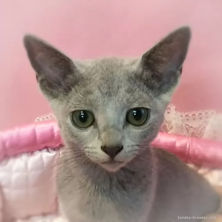 T.A 様のお迎えした子猫
