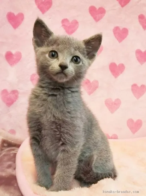 ID：1912-00916の子猫