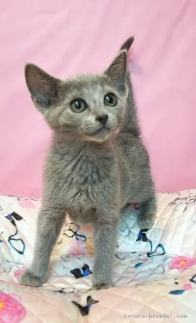 ID：2203-02513の子猫