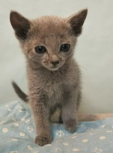 ID:1904-01876の子猫