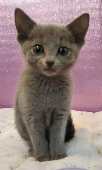 ID:2102-01436の子猫