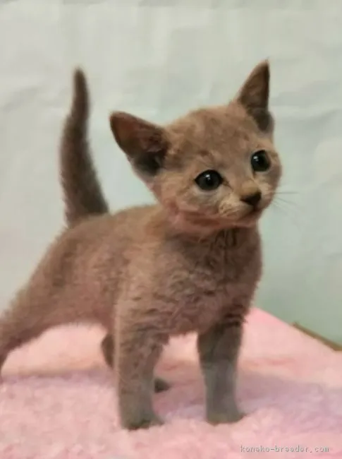 ID:1812-00841の子猫