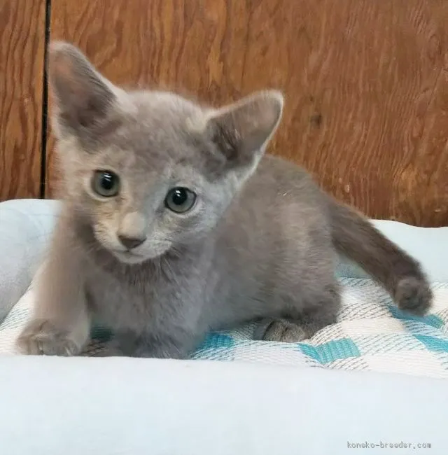 ID:1911-00113の子猫