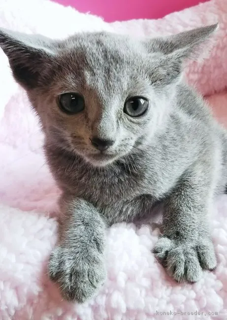 ID:1806-01684の子猫