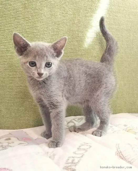 hinya 様のお迎えした子猫