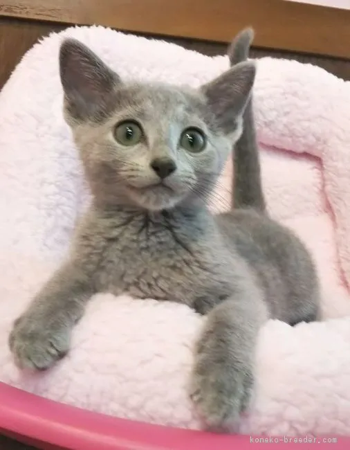 ID：1806-00431の子猫