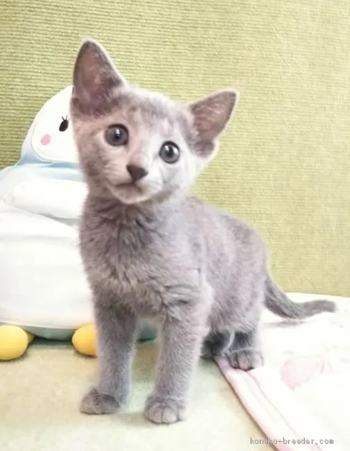 ID：2008-02182の子猫