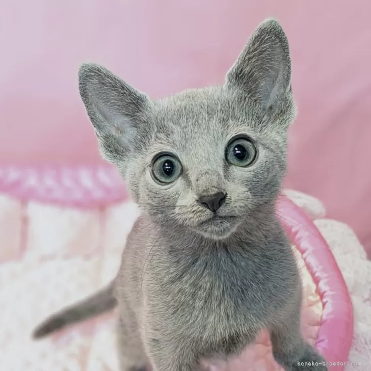 ID:2411-02387の子猫