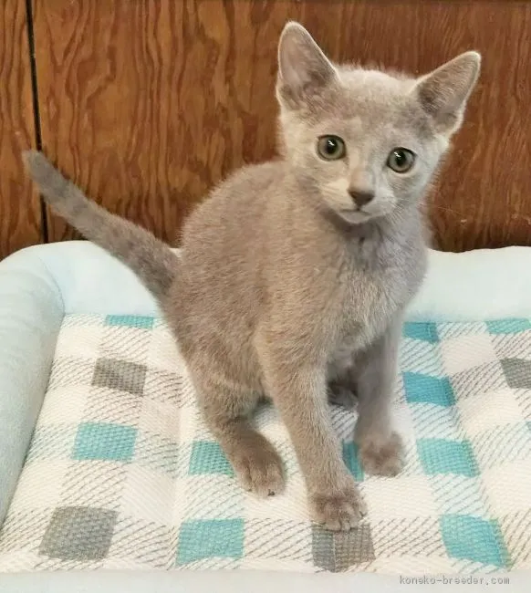 ID：1910-01104の子猫